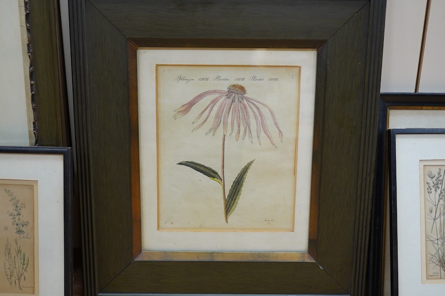 Five 18th / 19th century botanical lithographs and etchings, largest 39 x 24cm